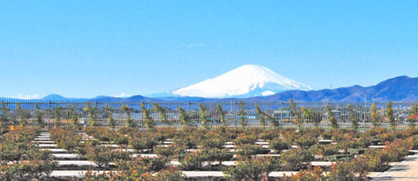 平塚中央霊園富士山と墓域画像