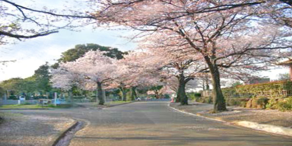 津田山霊園　桜画像